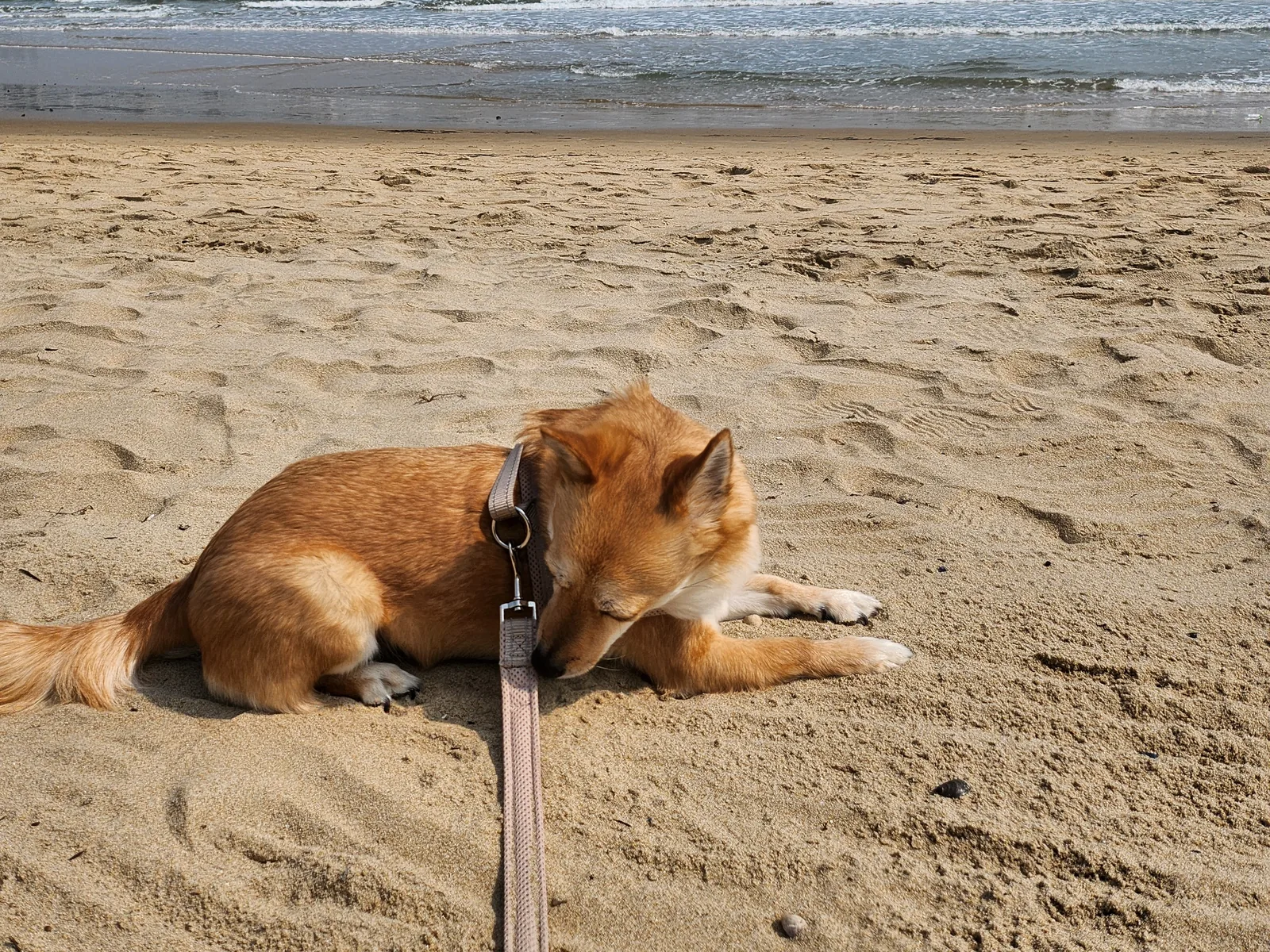 A ginger dog lying on Gwangalli Beach sand in a beige harness, its matching lead running back towards the camera, surf behind