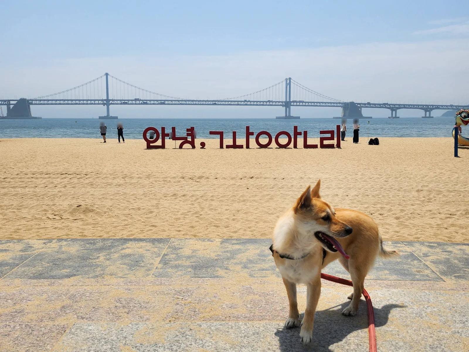 Can You Bring a Dog to Gwangalli Beach? What the Rules Say