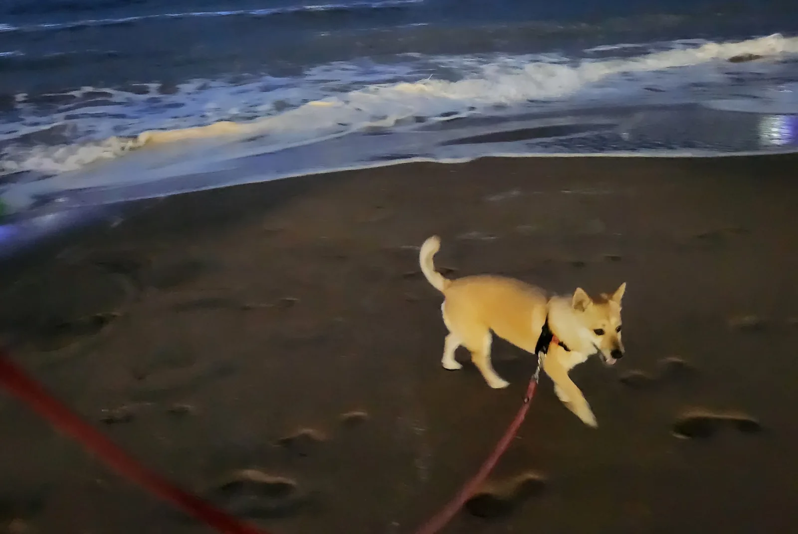 A small cream-coloured dog on a red lead walking on wet sand at night, with white surf breaking behind it