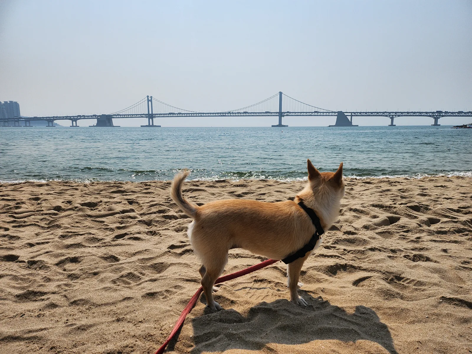 Gwangan Bridge as a grey silhouette in morning haze, with a small tan dog on a red leash standing on the sand