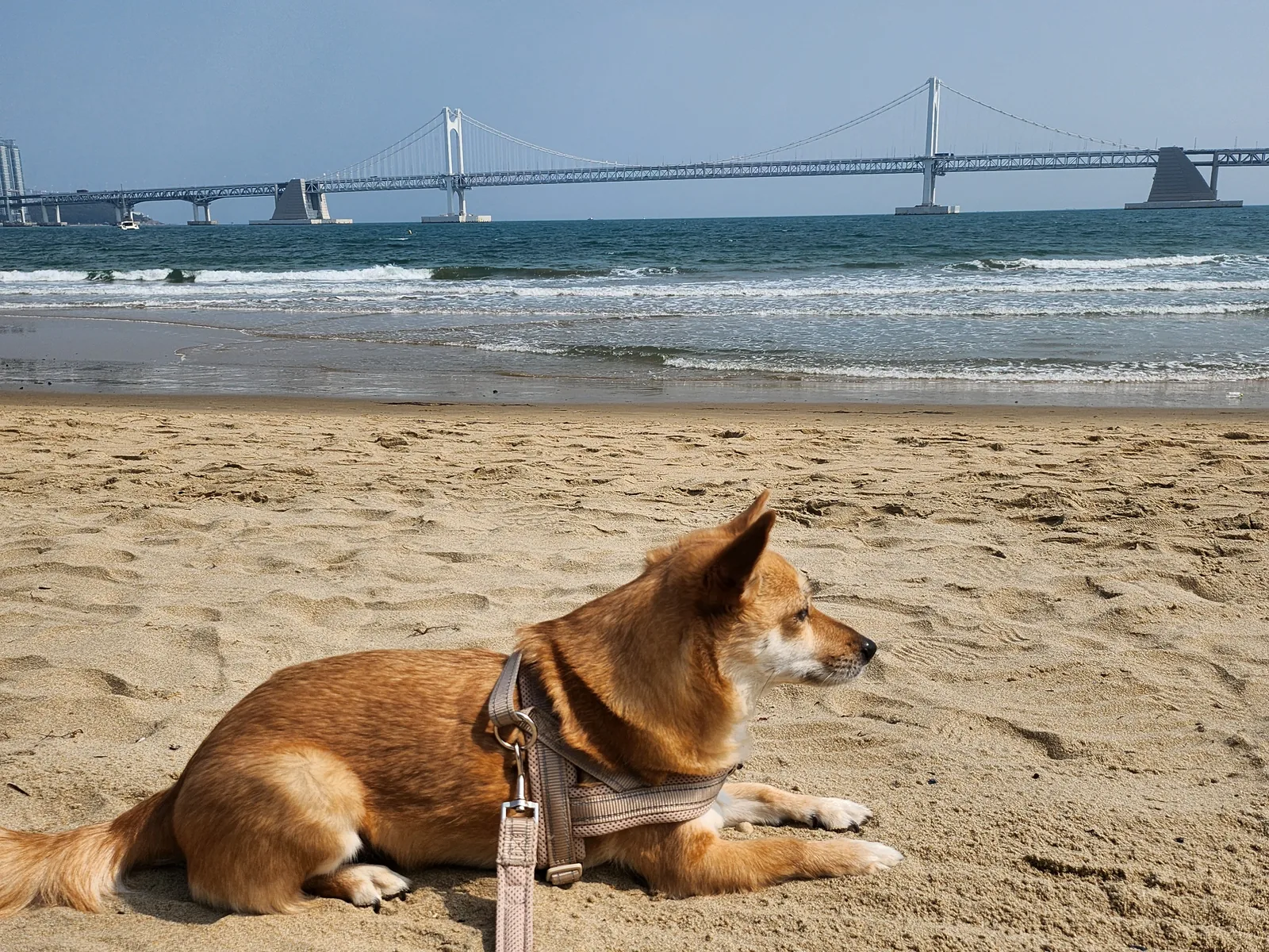 When to See the Gwangan Bridge from Gwangalli Beach: Five Dated Photos